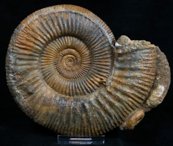 Wide Perisphinctes Ammonite - Germany #9703